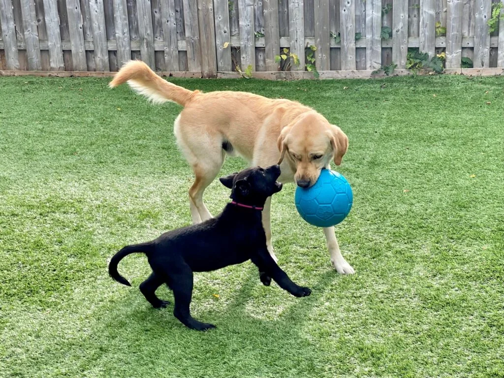 Two dogs playing on AGL artificial grass